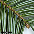 SpeciesSub: subsp. salouenensis